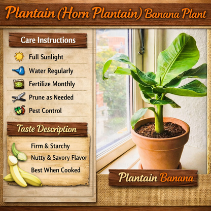 Plantain (Horn Plantain) Banana Healthy Sweet Tissue Cultured Fruit Plant