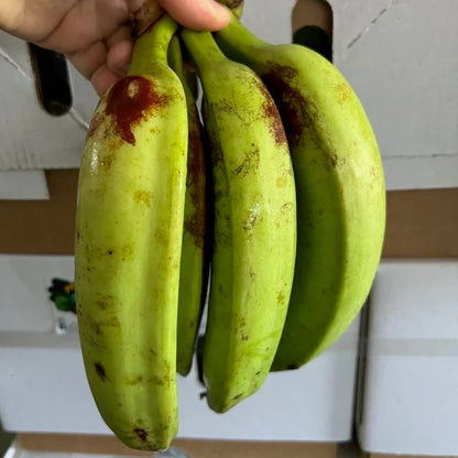 Plantain (Horn Plantain) Banana Healthy Sweet Tissue Cultured Fruit Plant