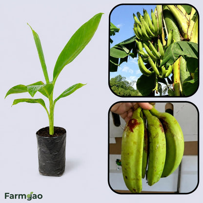 Plantain (Horn Plantain) Banana Healthy Sweet Tissue Cultured Fruit Plant