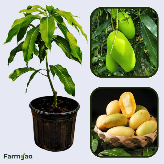 Po Pyu Kalay Mango Aam Grafted Healthy Fruit Plant