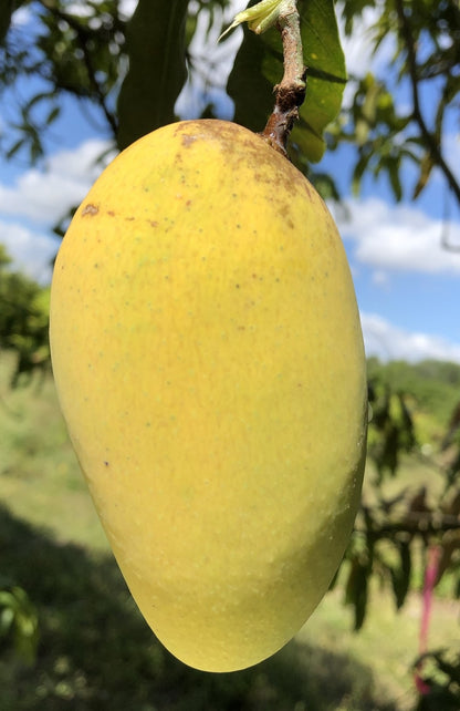 Po Pyu Kalay Mango Aam Grafted Healthy Fruit Plant