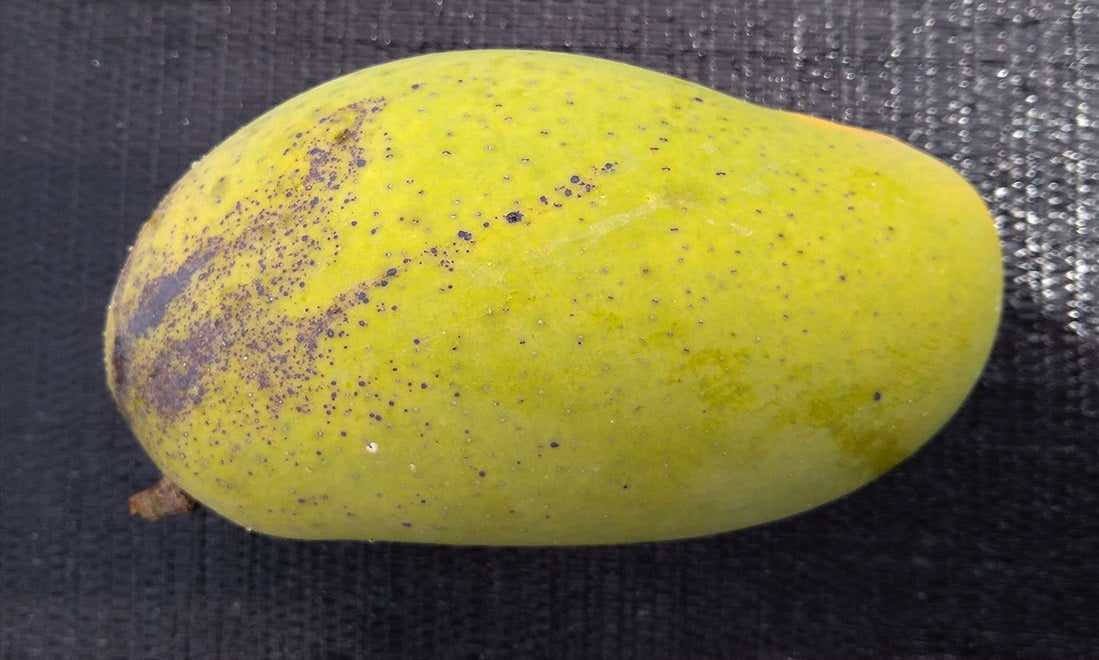Po Pyu Kalay Mango Aam Grafted Healthy Fruit Plant