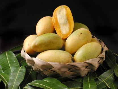 Po Pyu Kalay Mango Aam Grafted Healthy Fruit Plant