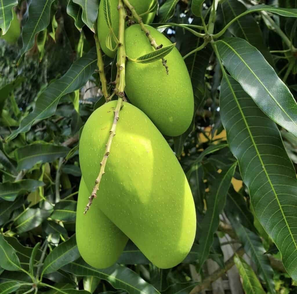 Po Pyu Kalay Mango Aam Grafted Healthy Fruit Plant