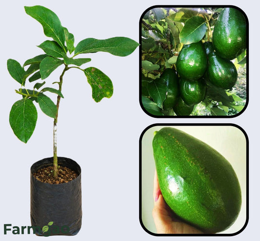 Pollock Avocado Grafted Healthy Fruit Plant