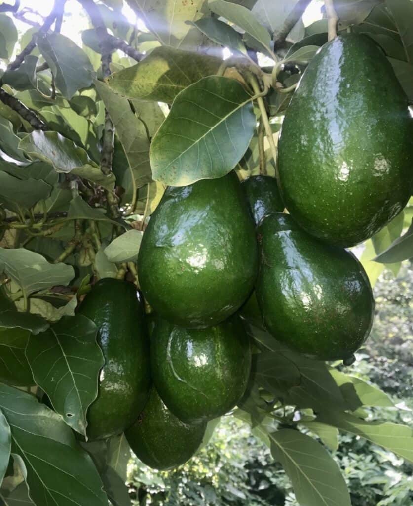 Pollock Avocado Grafted Healthy Fruit Plant