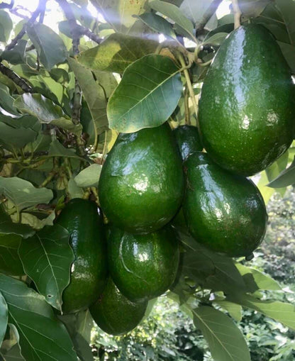 Pollock Avocado Grafted Healthy Fruit Plant