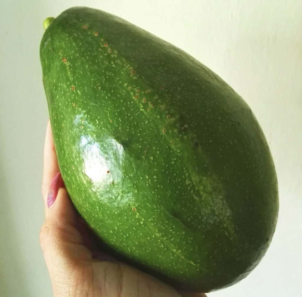 Pollock Avocado Grafted Healthy Fruit Plant