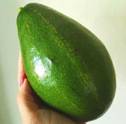 Pollock Avocado Grafted Healthy Fruit Plant