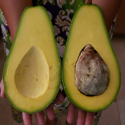Pollock Avocado Grafted Healthy Fruit Plant