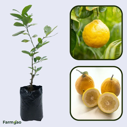 Ponderosa Lemon Plant Live Nimbu Tree Kagzi Lemon Citrus Limon Fruit Plant