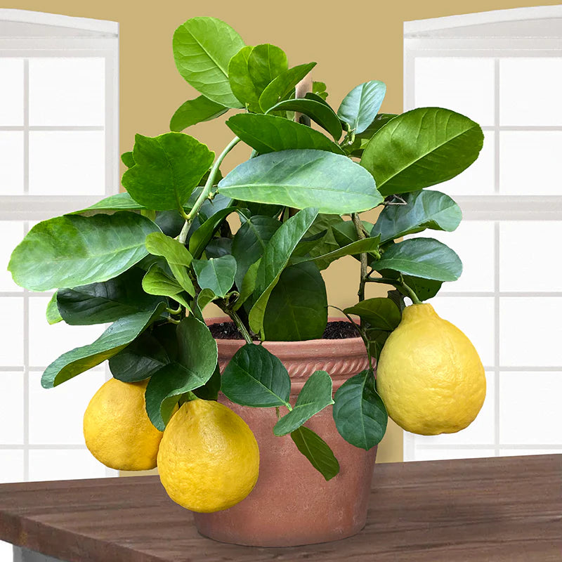 Ponderosa Lemon Plant Live Nimbu Tree Kagzi Lemon Citrus Limon Fruit Plant