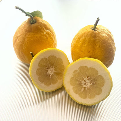 Ponderosa Lemon Plant Live Nimbu Tree Kagzi Lemon Citrus Limon Fruit Plant