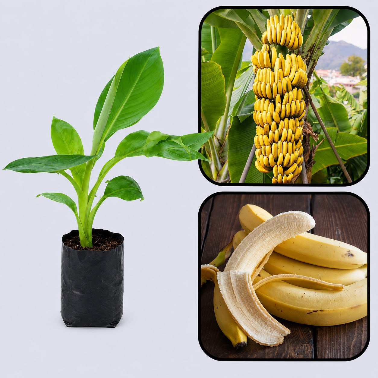 Poovan Banana Healthy Sweet Tissue Cultured Fruit Plant