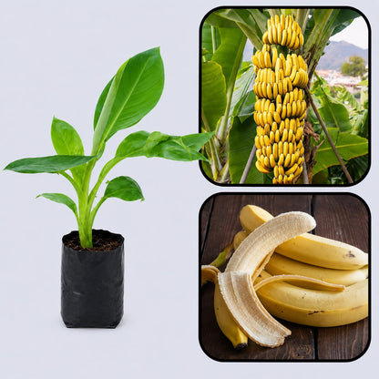 Poovan Banana Healthy Sweet Tissue Cultured Fruit Plant