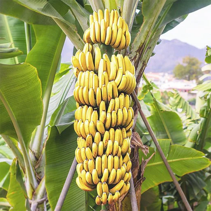 Poovan Banana Healthy Sweet Tissue Cultured Fruit Plant