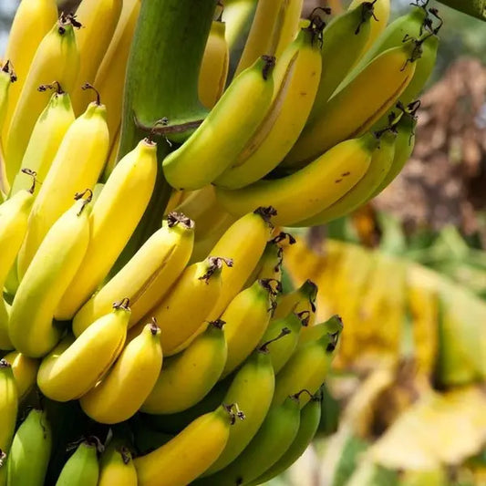 Poovan Banana Healthy Sweet Tissue Cultured Fruit Plant