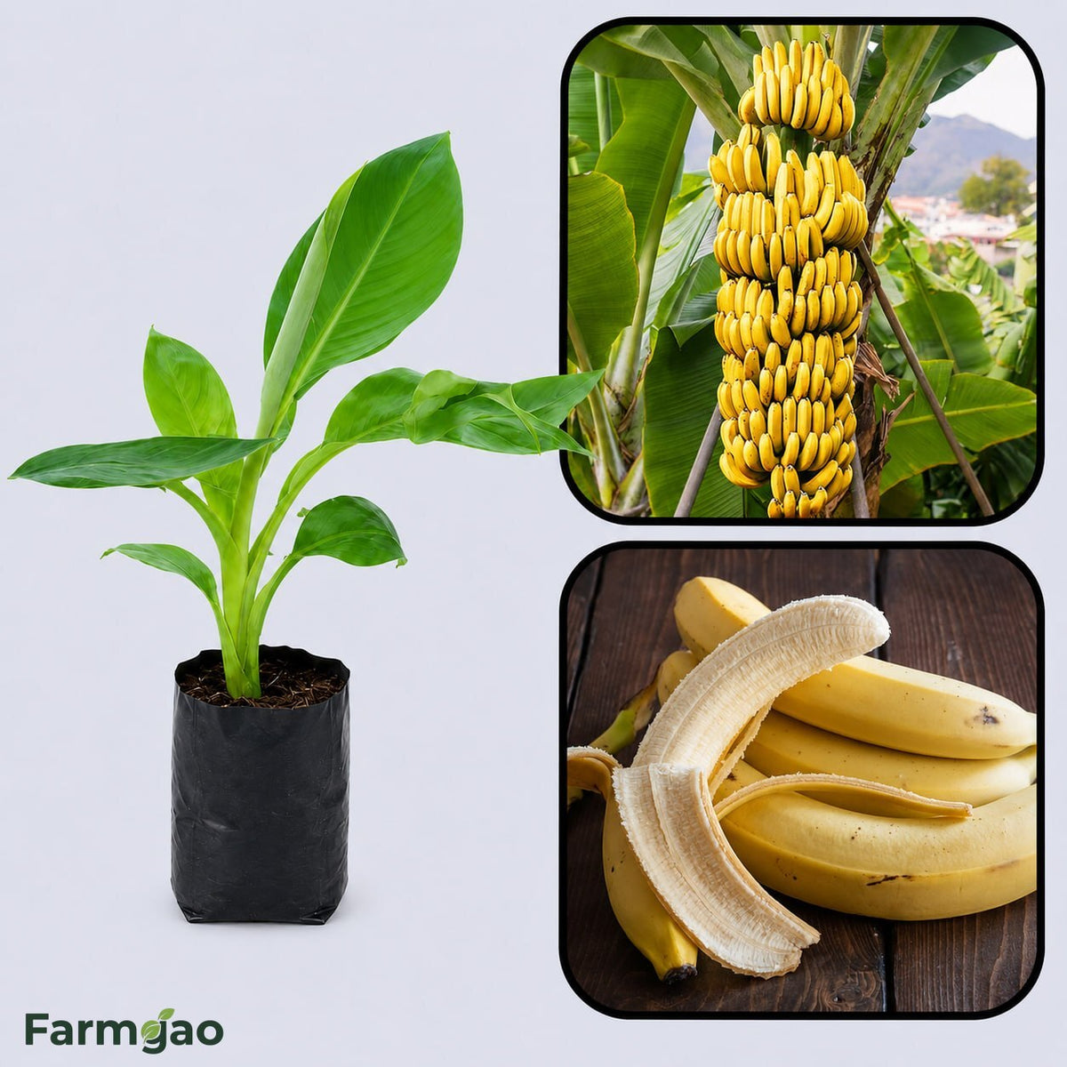 Poovan Banana Healthy Sweet Tissue Cultured Fruit Plant