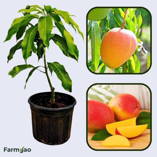 Pope Mango Aam Grafted Healthy Fruit Plant