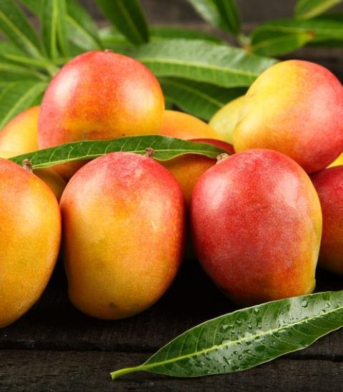 Pope Mango Aam Grafted Healthy Fruit Plant