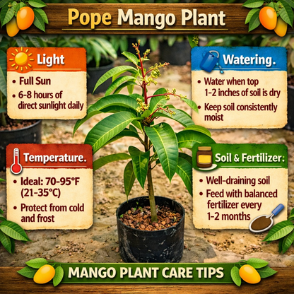 Pope Mango Aam Grafted Healthy Fruit Plant