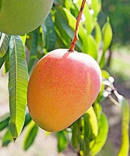 Pope Mango Aam Grafted Healthy Fruit Plant