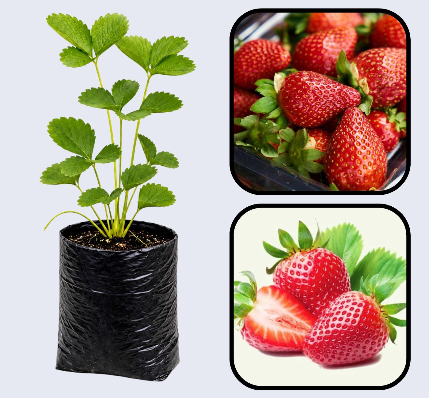 Portola Strawberry Healthy Sweet Home Garden Kitchen Garden Terrace Balcony Fruit Plant