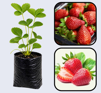 Portola Strawberry Healthy Sweet Home Garden Kitchen Garden Terrace Balcony Fruit Plant