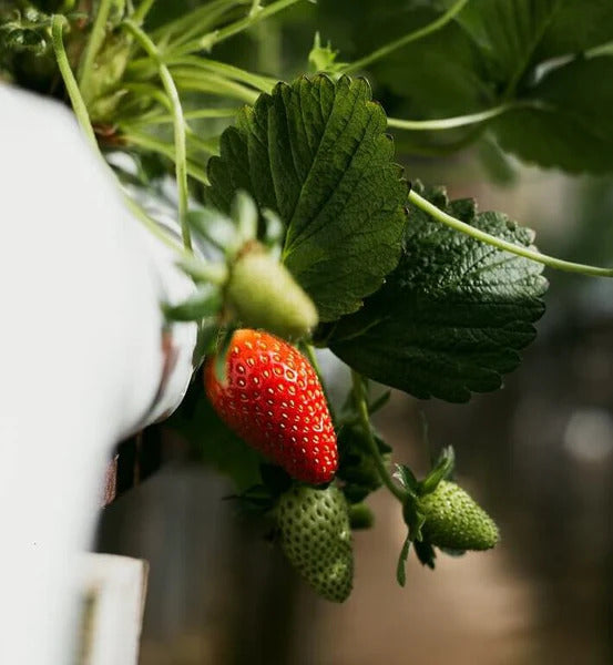 Portola Strawberry Healthy Sweet Home Garden Kitchen Garden Terrace Balcony Fruit Plant