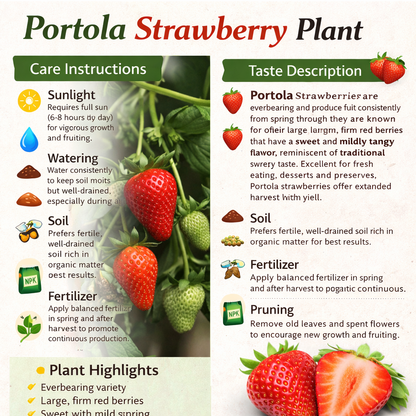 Portola Strawberry Healthy Sweet Home Garden Kitchen Garden Terrace Balcony Fruit Plant