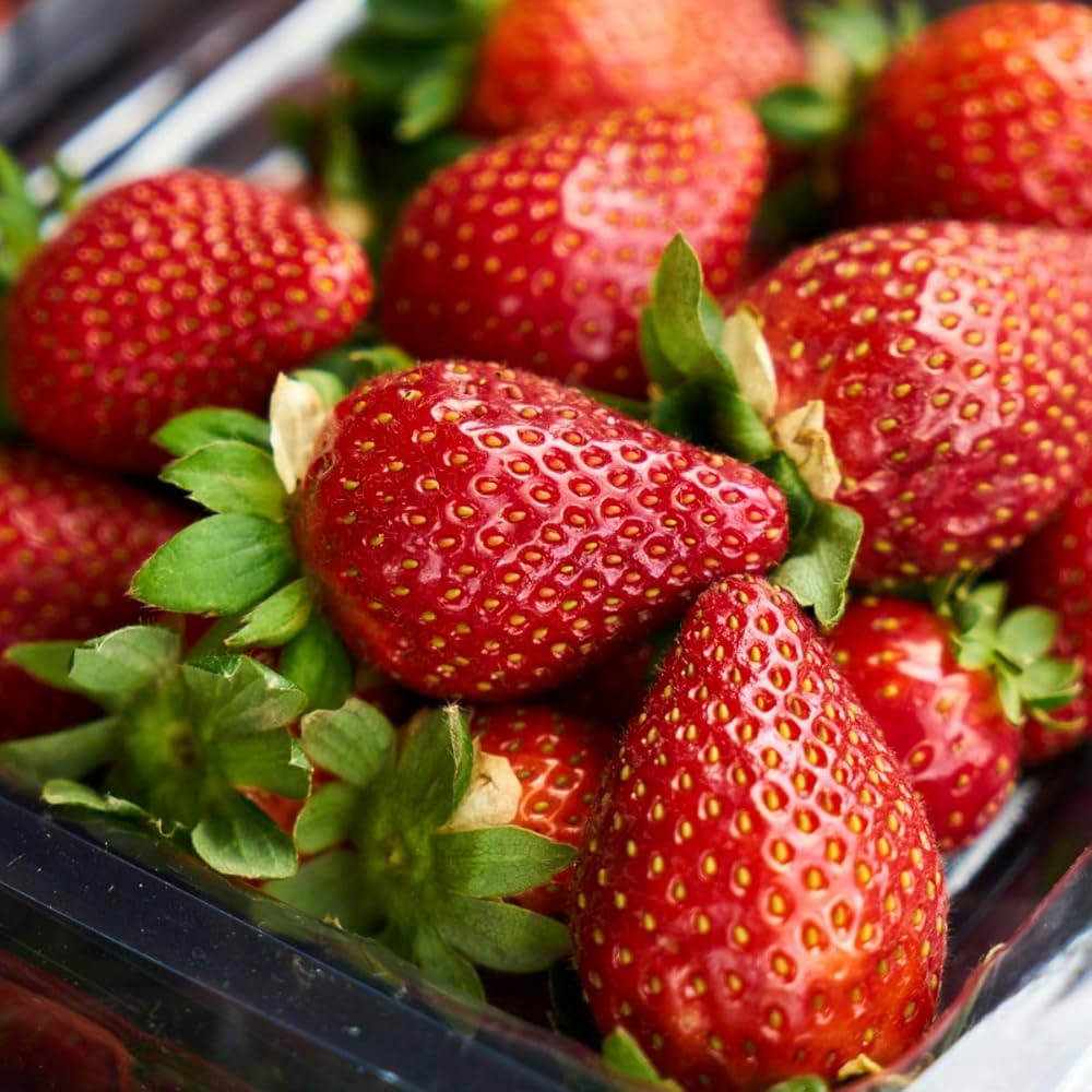 Portola Strawberry Healthy Sweet Home Garden Kitchen Garden Terrace Balcony Fruit Plant