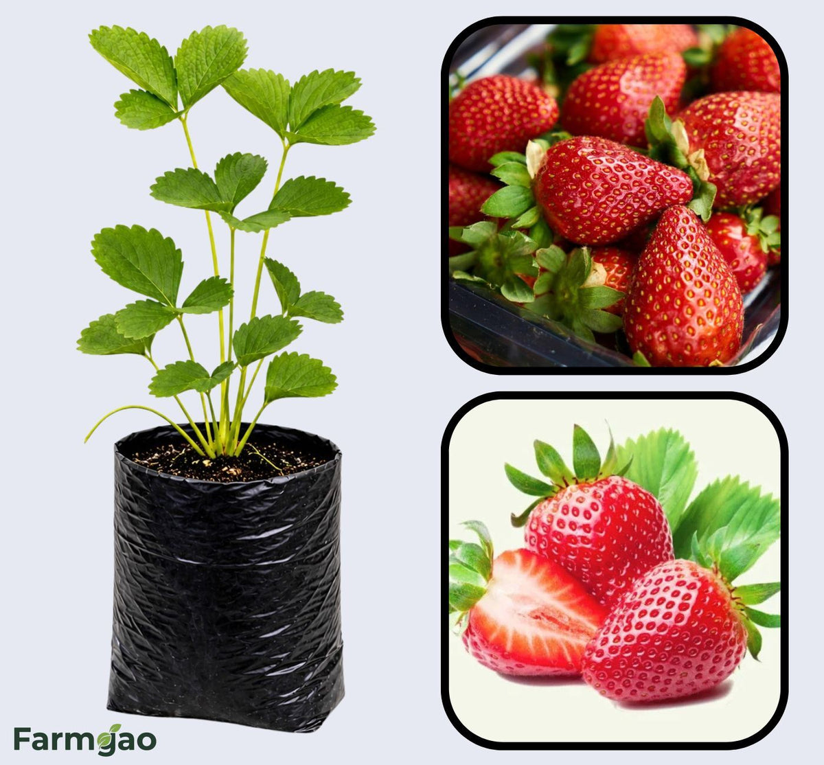 Portola Strawberry Healthy Sweet Home Garden Kitchen Garden Terrace Balcony Fruit Plant