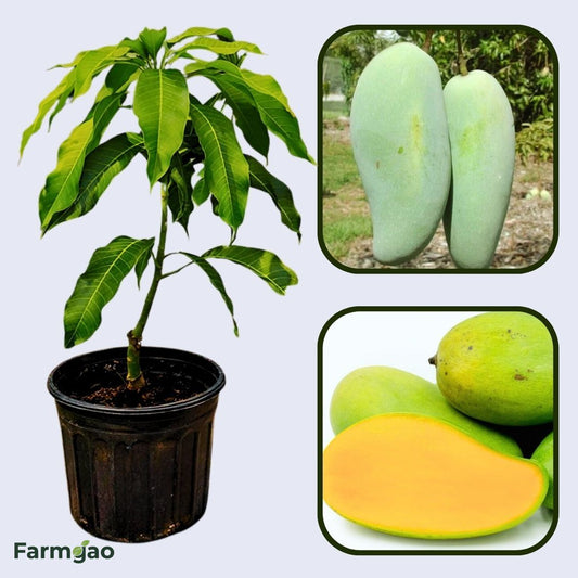Pram Kai Mea Mango Aam Grafted Healthy Fruit Plant