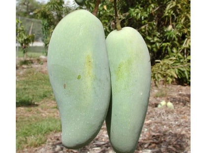 Pram Kai Mea Mango Aam Grafted Healthy Fruit Plant