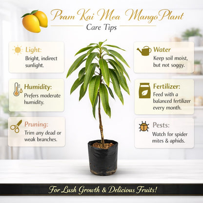 Pram Kai Mea Mango Aam Grafted Healthy Fruit Plant