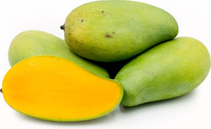 Pram Kai Mea Mango Aam Grafted Healthy Fruit Plant