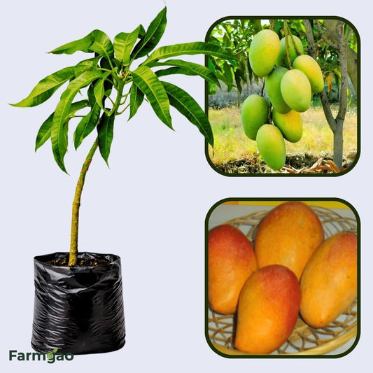 Pratibha Mango Aam Grafted Healthy Fruit Plant