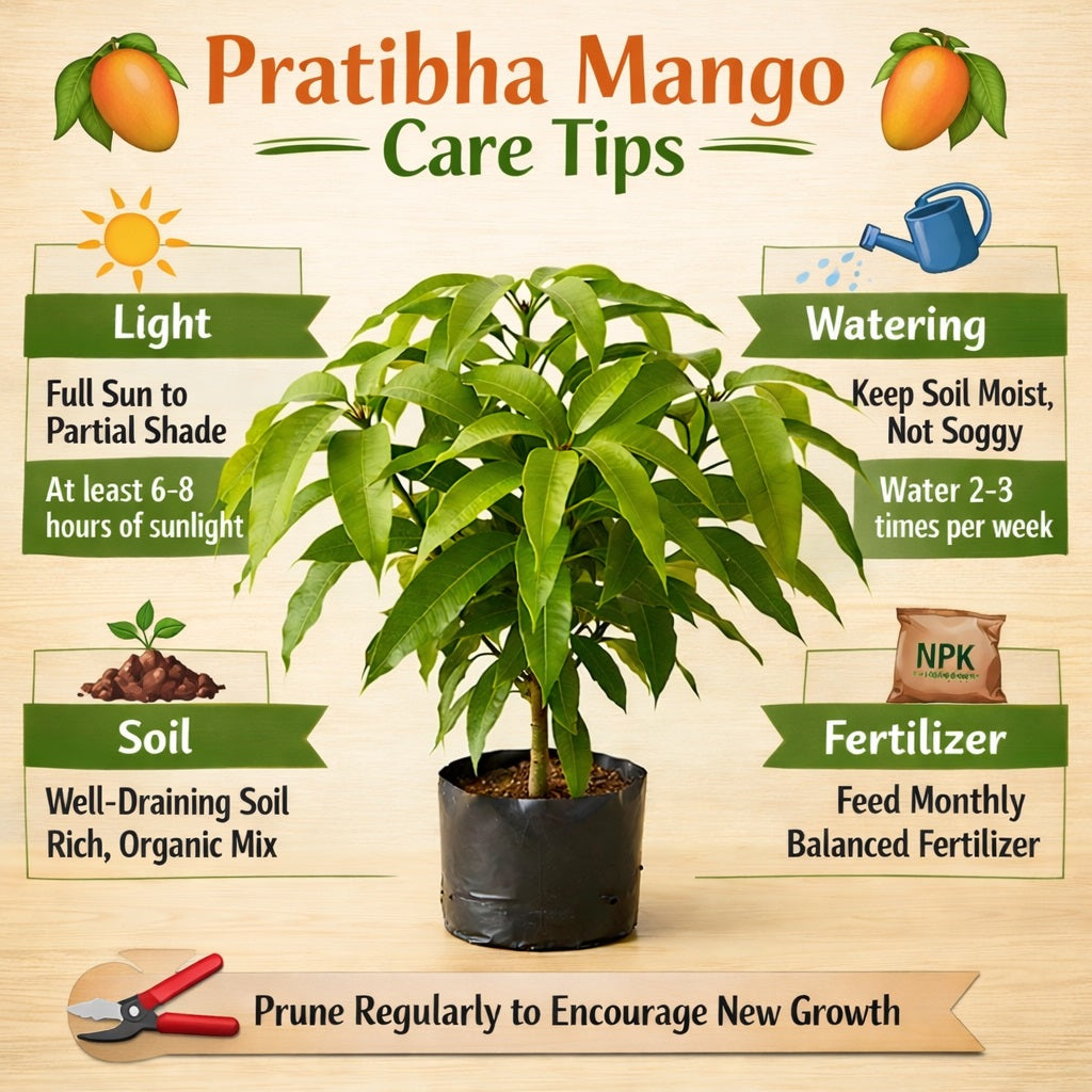 Pratibha Mango Aam Grafted Healthy Fruit Plant