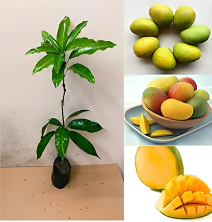 Pratibha Mango Aam Grafted Healthy Fruit Plant