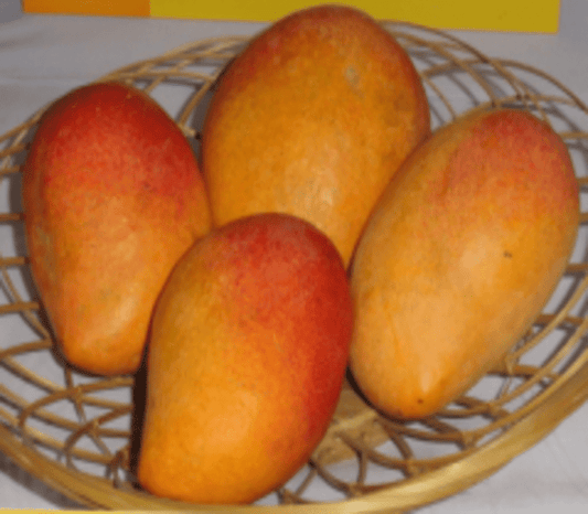 Pratibha Mango Aam Grafted Healthy Fruit Plant