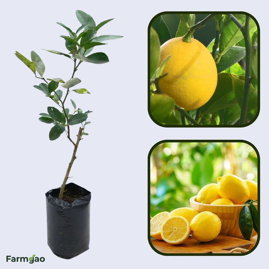 Premium Lemon Plant Live Nimbu Tree Kagzi Lemon Citrus Limon Fruit Plant