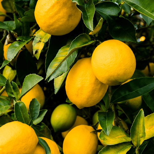 Premium Lemon Plant Live Nimbu Tree Kagzi Lemon Citrus Limon Fruit Plant