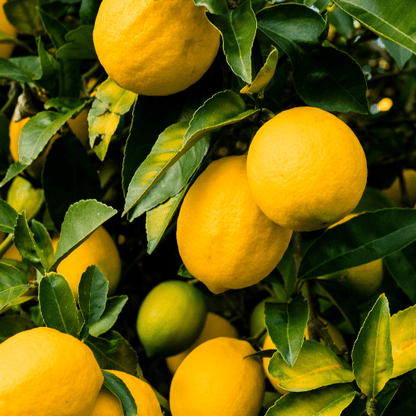 Premium Lemon Plant Live Nimbu Tree Kagzi Lemon Citrus Limon Fruit Plant
