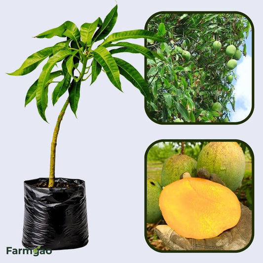 Prieto Mango Aam Grafted Healthy Fruit Plant