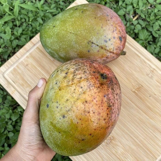 Prieto Mango Aam Grafted Healthy Fruit Plant