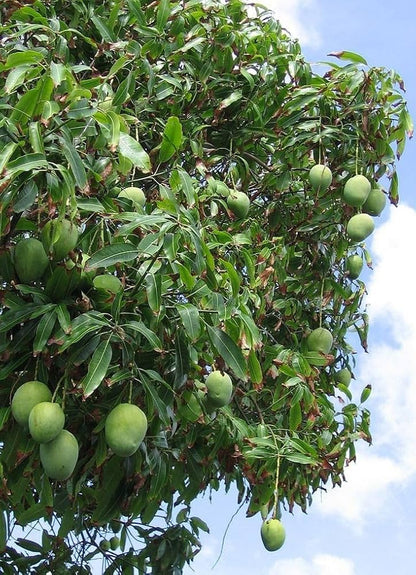 Prieto Mango Aam Grafted Healthy Fruit Plant