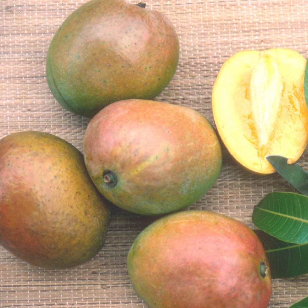 Prieto Mango Aam Grafted Healthy Fruit Plant
