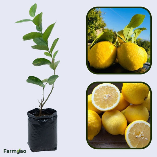 Primofiori Lemon Plant Live Nimbu Tree Kagzi Lemon Citrus Limon Fruit Plant