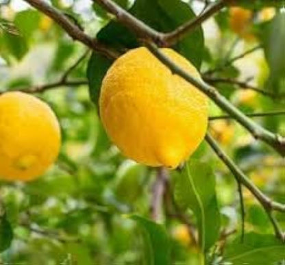 Primofiori Lemon Plant Live Nimbu Tree Kagzi Lemon Citrus Limon Fruit Plant
