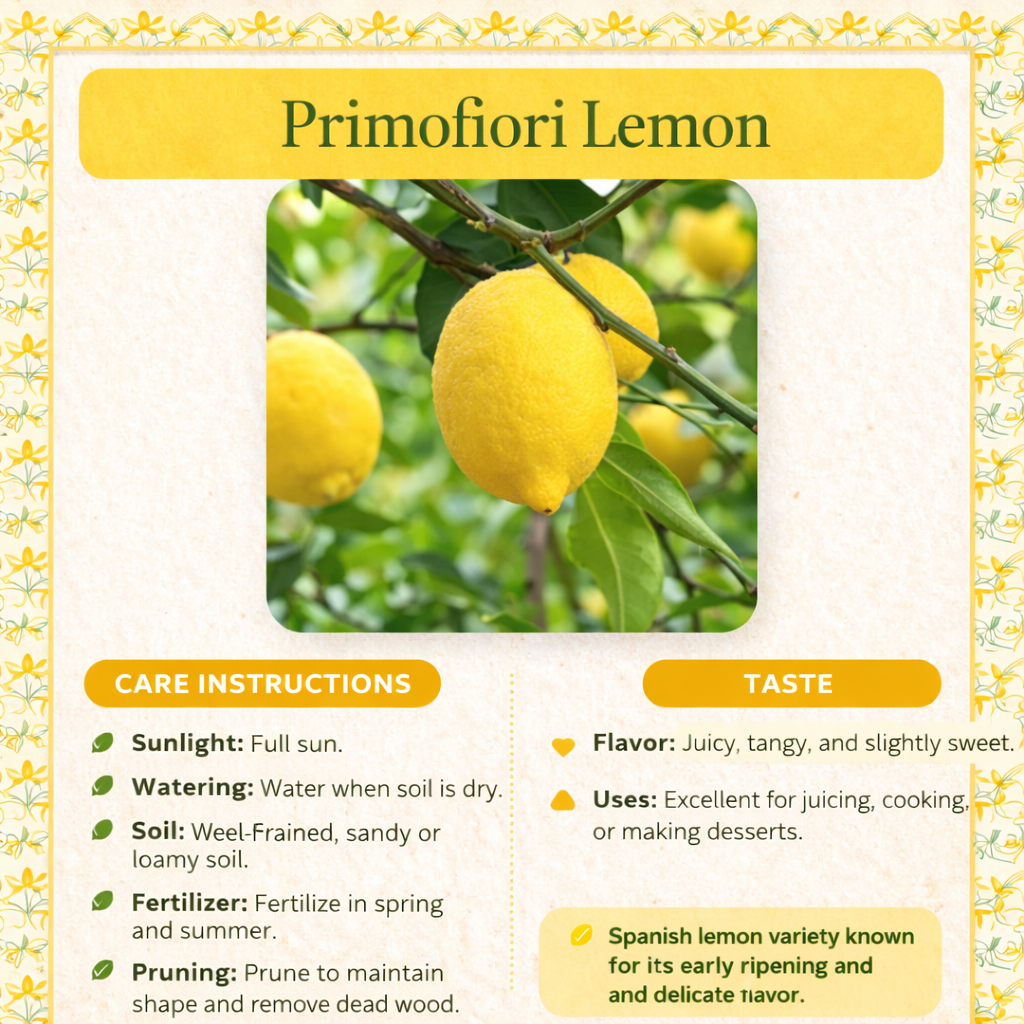 Primofiori Lemon Plant Live Nimbu Tree Kagzi Lemon Citrus Limon Fruit Plant